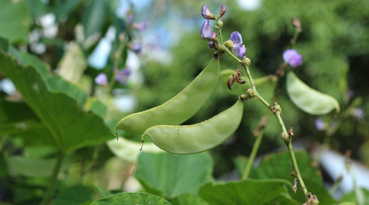 Green hyacinth beans gracefully hang in a mesmerizing display, swaying gently from their delicate stem. In the blurred backdrop, lush greenery creates a natural canvas, enhancing the vivid allure of the dangling beans.
