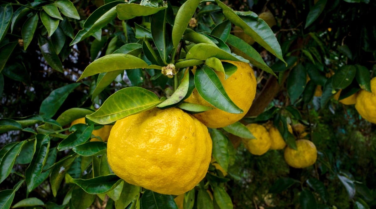 Clusters of ripe yuzu fruits dangle gracefully from bountiful branches adorned with lush green leaves, promising a citrusy delight. The tantalizing sight showcases nature's bounty, inviting the anticipation of zesty and refreshing flavors.
