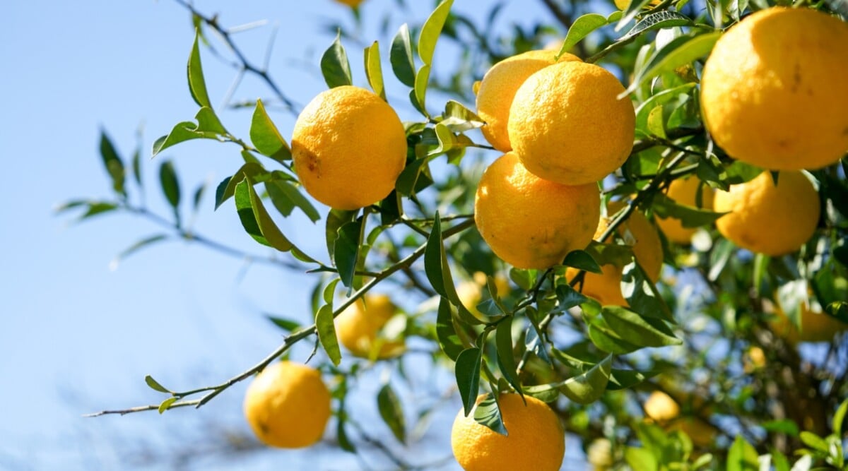 Bright yellow yuzu fruits hang delicately from lush green branches adorned with vibrant leaves, casting a picturesque scene. The gentle caress of the sun's warm rays illuminates their citrusy brilliance.