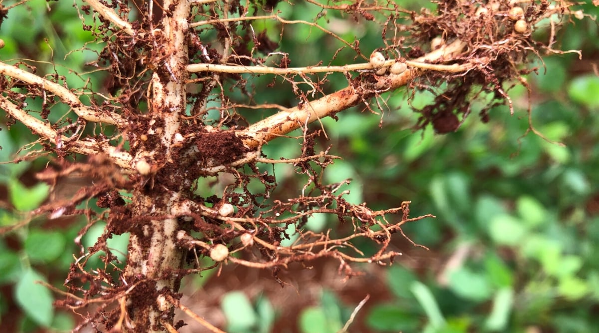 Close-up of soybean roots affected by nematodes in a garden against a blurred green background. Soybean roots affected by nematodes display distinct symptoms characterized by the presence of small, swollen nodules or galls along the root surface. These galls are caused by the penetration and feeding activity of nematodes. The affected roots appear swollen, distorted, and discolored, with a knotty or bumpy texture.