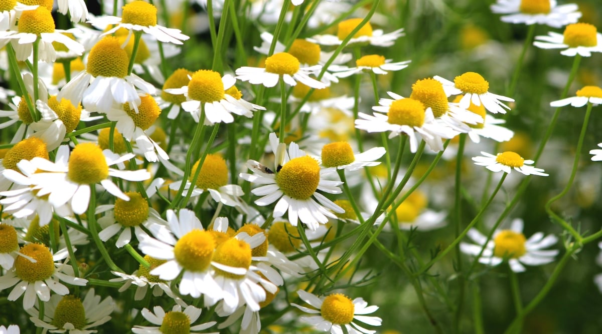 A cluster of German chamomile flowers, flourishing along delicate green stalks, graces the scene. Their pure white petals encircle sunny, button-like centers, radiating tranquility and natural beauty in a serene botanical display.