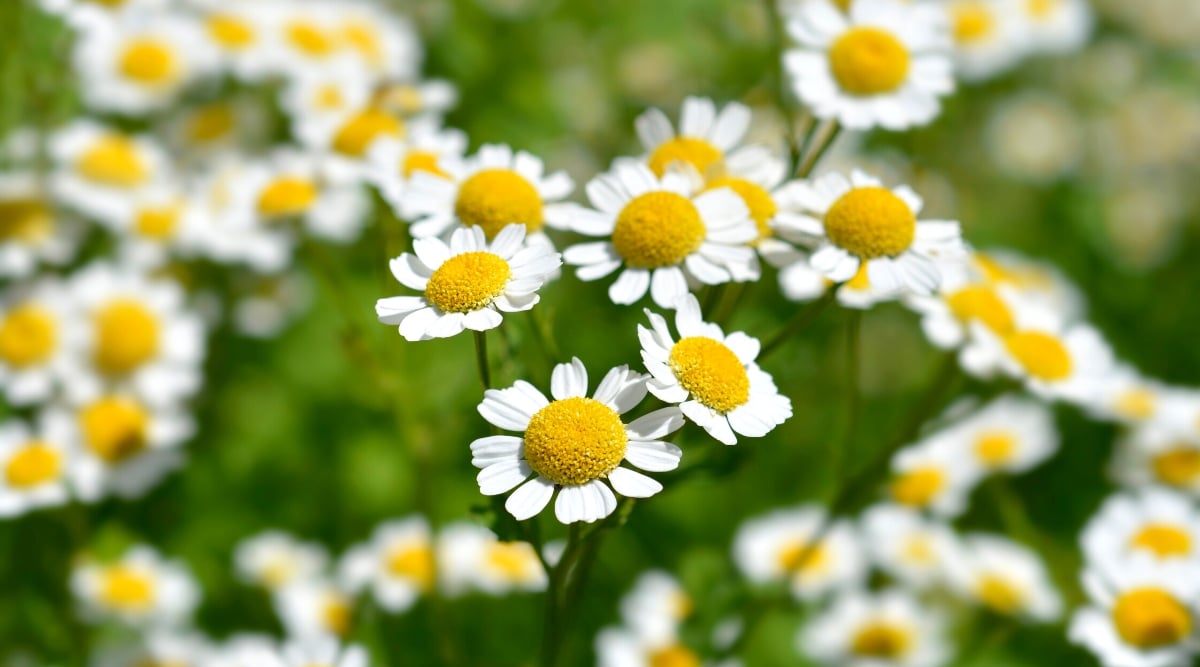 A cluster of feverfew flowers, featuring delicate white petals surrounding a prominent yellow center, stand out against a soft backdrop. The blurred background reveals a lush tapestry of additional feverfew blooms and verdant foliage.
