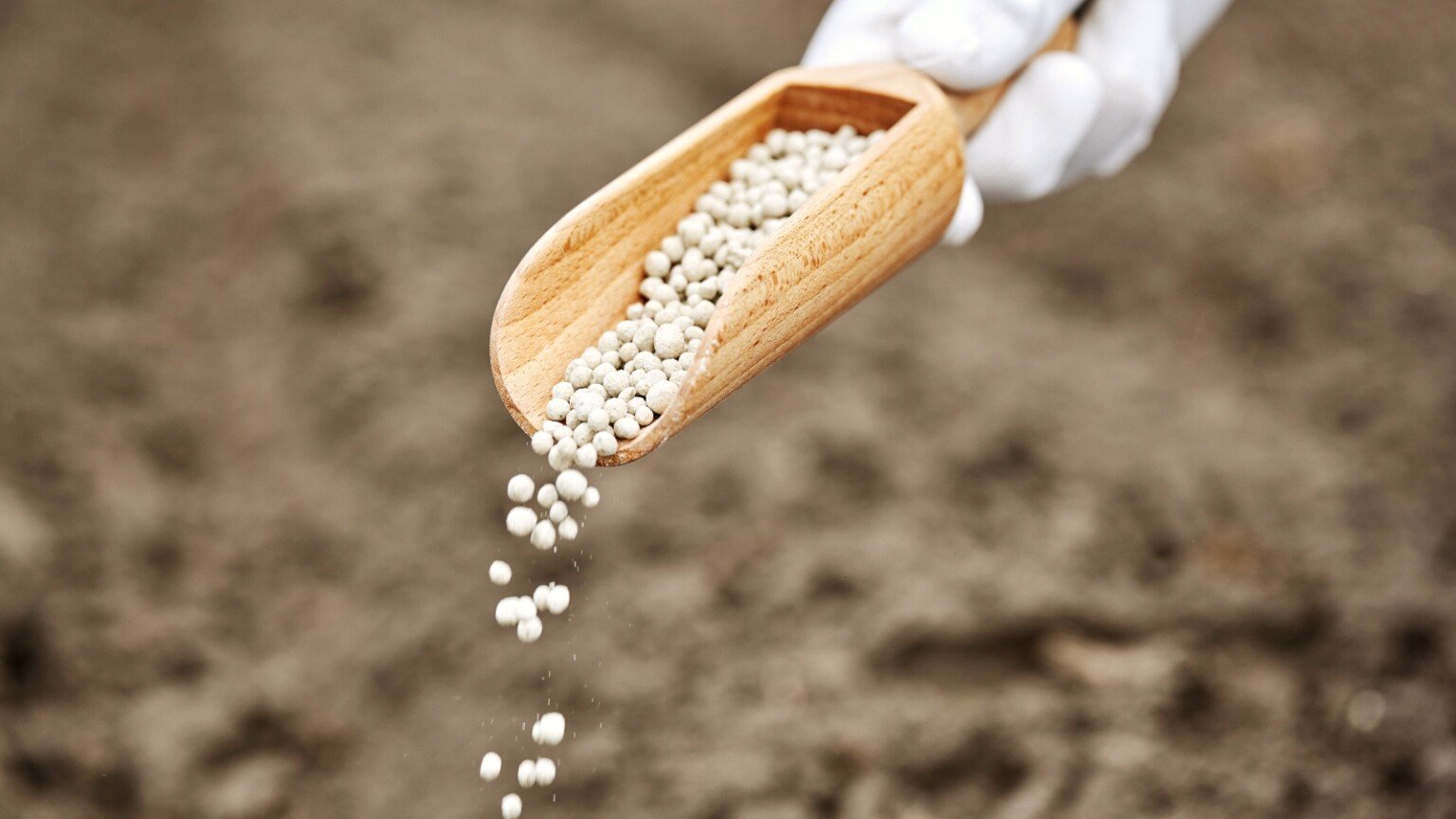 When and How to Fertilize Arborvitae