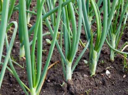 Green onions, also known as scallions, grow erect, displaying vibrant green hues against the rich, dark soil. Their slender stalks stand tall, gracefully swaying in the gentle breeze, a testament to their freshness and vitality in the garden, showing how to grow green onions
