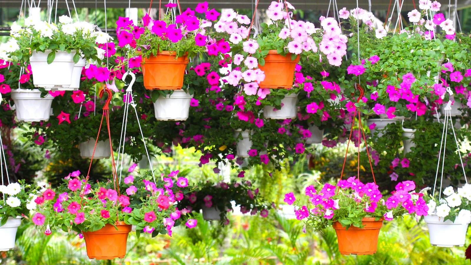 How to Grow Your Own Hanging Baskets from Seed