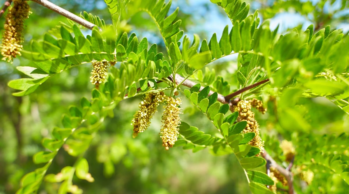 Close-up of Honey locust (Gleditsia triacanthos) in a sunny garden. The Honey locust (Gleditsia triacanthos) is a deciduous tree renowned for its striking appearance and adaptability. It features a broad, spreading crown with delicate, bipinnately compound leaves comprised of numerous small leaflets arranged along thin branches. Honey locust produces inconspicuous greenish-yellow flowers that give way to long, twisted pods containing sweet, edible pulp.