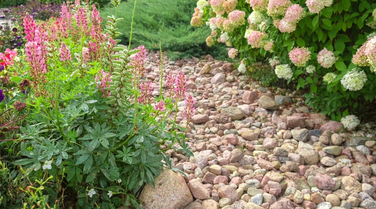 Close-up of blooming lupine and Hydrangea paniculata in a garden with decorative rock mulch. Lupines are herbaceous perennial plants celebrated for their striking appearance and colorful spikes of pea-like flowers. They feature palmate leaves arranged in basal rosettes, with tall, erect stems rising from the center. The flowers, arranged in dense clusters along the stems, come in a pink color. Hydrangea paniculata features sturdy, upright stems adorned with large, conical flower clusters. The blooms start off creamy-white or greenish before transitioning to shades of pink.