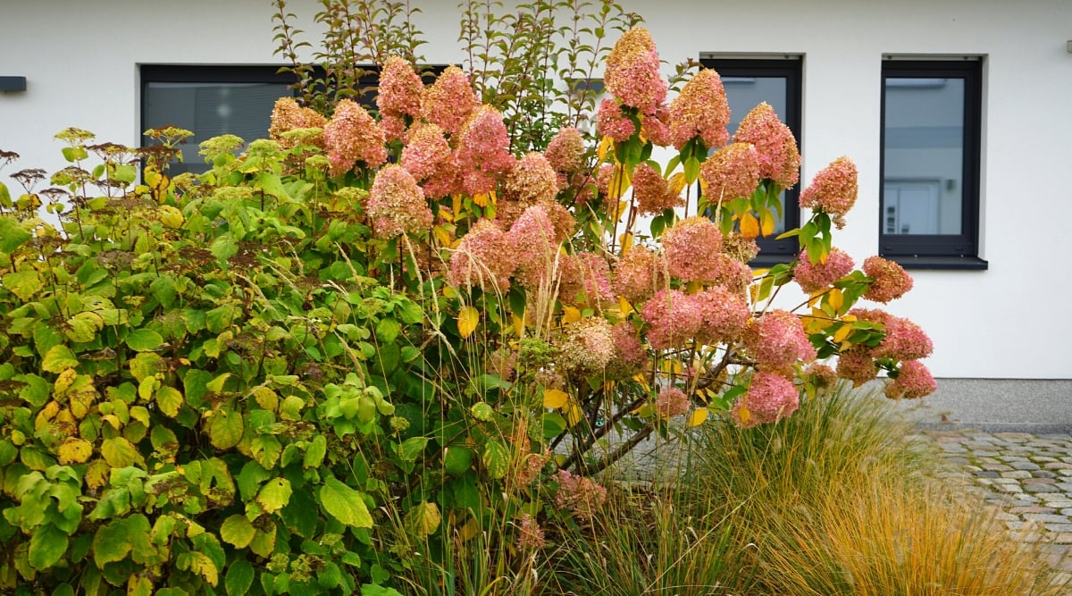 Close-up of blooming Hydrangea paniculata in an autumn garden near a white house. It features sturdy, upright stems adorned with large, conical flower clusters with small pink flowers. The foliage is dark green with yellowing areas, providing a beautiful backdrop to the vibrant blooms.