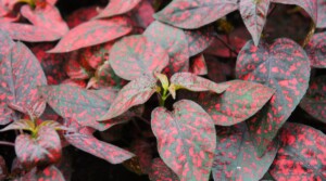 How to Plant, Grow, and Care for Polka Dot Plants