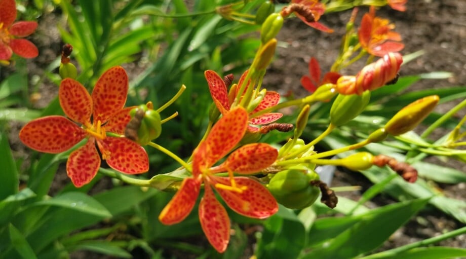 How to Plant, Grow, and Care For Blackberry Lilies