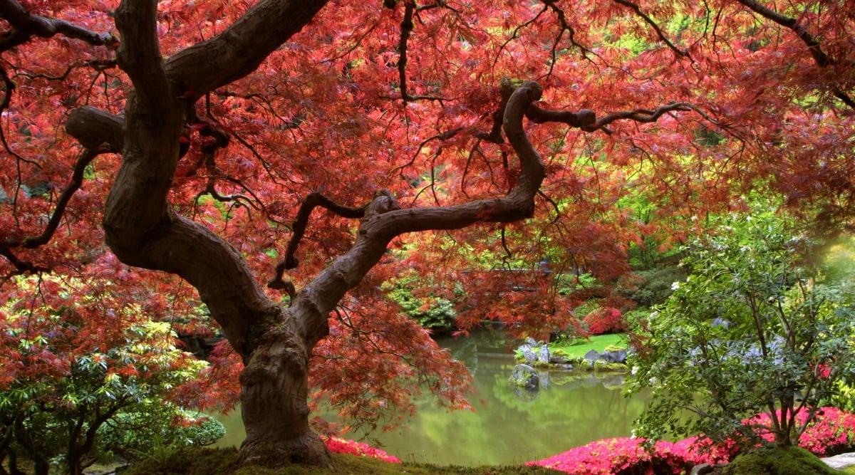 A close-up of the delicate foliage of a Japanese Maple, showcasing intricately lobed leaves in shades of red and green. Graceful stems and branches form an elegant silhouette against a serene river backdrop, bordered by verdant plants that add to the peaceful natural setting.