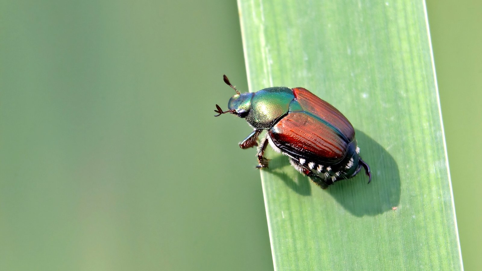 Close-up of a Japanese beetle on a green leaf in the garden. The Japanese beetle is a small, metallic green beetle with distinctive copper-colored wing covers. It features six white tufts of hair along each side of the abdomen and two small tufts at the tip. These beetles have a slightly iridescent appearance, with a shiny metallic sheen in bright sunlight.