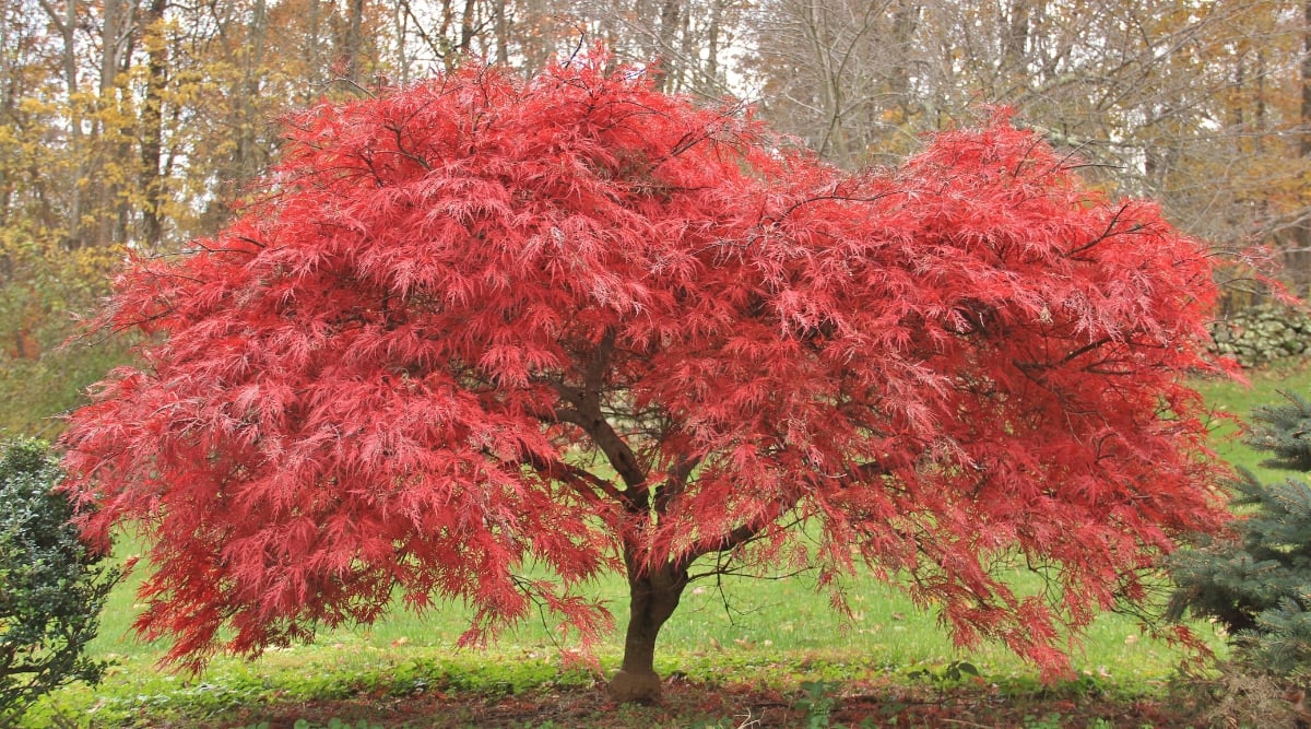 A close-up captures the intricate beauty of Japanese Maple leaves, showcasing their vibrant red hue. The slender stems gracefully extend into delicate branches, forming an elegant canopy. In the backdrop, lush green grass and towering trees complement the maple's allure.