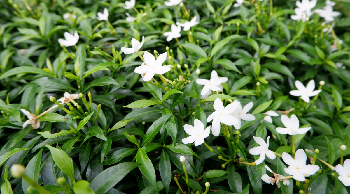 Close-up of a flowering Jasmine plant. Jasmine, known for its fragrant blooms, features clusters of small, star-shaped white flowers. Its glossy, dark green leaves provide a lush backdrop to the delicate flowers, creating a visually appealing contrast.