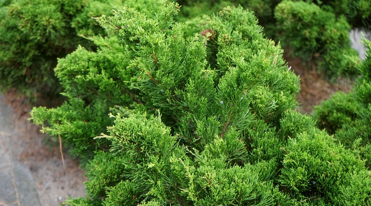 Close-up of Juniperus sabina in a garden bed. Juniperus sabina, commonly known as savin juniper, is a rugged and low-growing evergreen shrub. It features dense, spreading branches adorned with needle-like foliage arranged in whorls along the stems. The foliage is a rich green color, with a slightly blue-green hue.