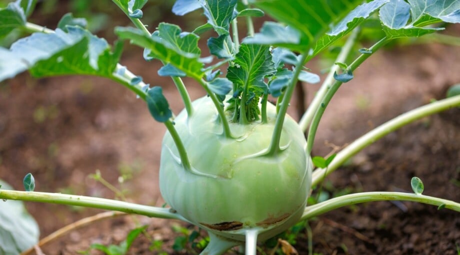 Start these 14 Brassicas from Seed This February