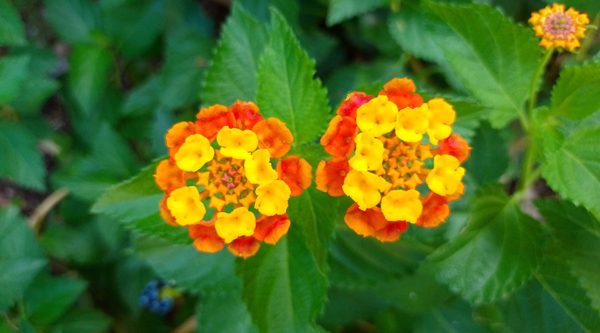 Close-up of a flowering Lantana camara plant in a sunny garden. Lantana camara is a sprawling shrub known for its clusters of small, brightly colored flowers that change from yellow to orange as they mature. The plant's aromatic foliage is deeply veined and serrated, providing a striking contrast to the vibrant blooms.