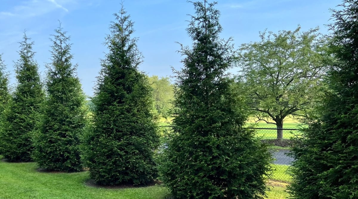 A close-up reveals a row of majestic Green Giant Arborvitae standing tall in the garden. Their cone-shaped form imparts a stately elegance to the landscape. The dark green leaves exude a sense of lush vitality, creating a harmonious contrast against the other verdant trees in the background.