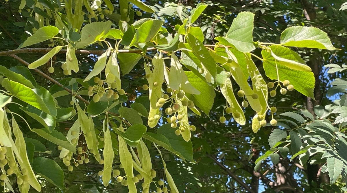 A close-up of a Little Leaf Linden tree reveals its distinctive fruits, small and round with a textured surface. The green leaves, characterized by serrated edges and a vibrant hue, form a lush canopy. In the background, various plant leaves provide a verdant backdrop.