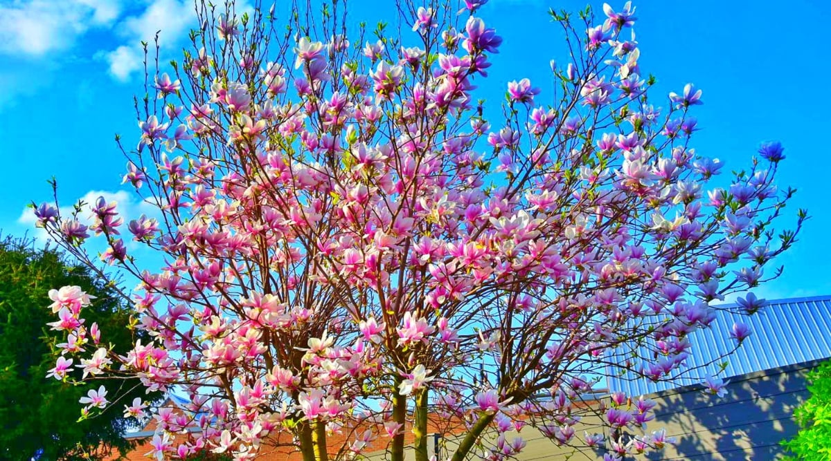A close-up captures the beauty of Saucer Magnolia's pink flowers in exquisite detail. Graceful branches extend, framing the blossoms with elegance. Against the backdrop, rooftops and a clear blue sky complement the plant's enchanting display.