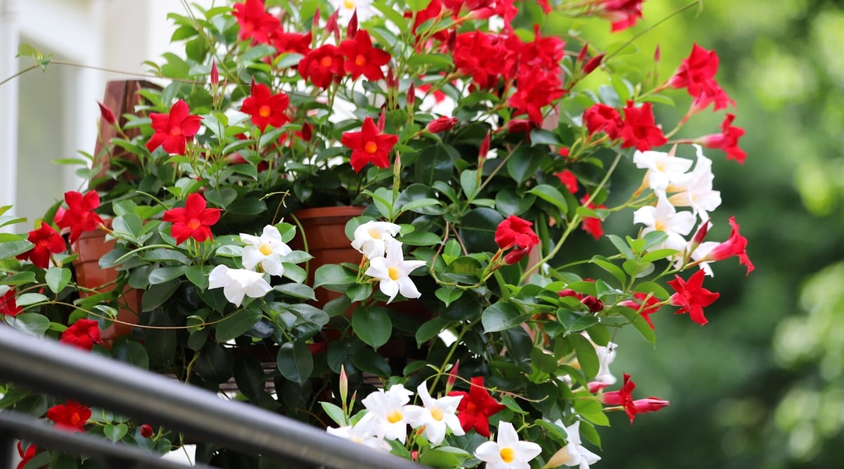 Close-up of a blooming Mandevilla sanderi in a hanging pot on a balcony. Mandevilla sanderi, or the mandevilla vine, is prized for its lush, glossy green foliage and its profusion of trumpet-shaped flowers. These flowers come in shades of red and white and have a delicate, waxy texture, adding a touch of elegance to the vine's cascading growth.