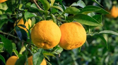 A close-up reveals a yuzu branch adorned with ripe fruits and verdant leaves, capturing nature's bounty in intricate detail. The fruits, round and citrusy, boast a radiant yellow hue, promising a zesty burst of flavor with every tantalizing squeeze.