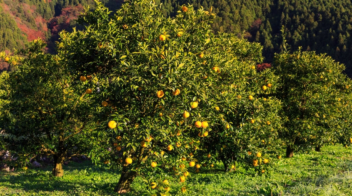 A small yuzu tree stands in the foreground, its branches adorned with ripe yellow fruits, glistening in the warm afternoon sun. In the backdrop, more yuzu trees and a mountain create a serene landscape.