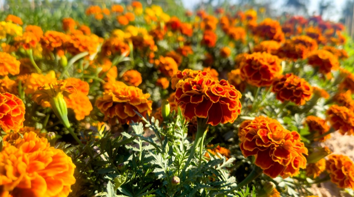 A cluster of marigold flowers with golden petals gleaming under the sun, emitting a warm, inviting fragrance that captivates the senses. Each bloom boasts delicate layers of velvety softness.
