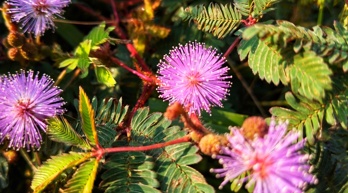 Sensitive Plant Care Sensitive Plant Care