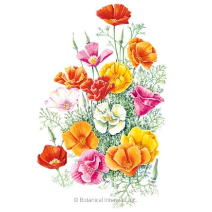 Mission Bells California Poppy Seeds
