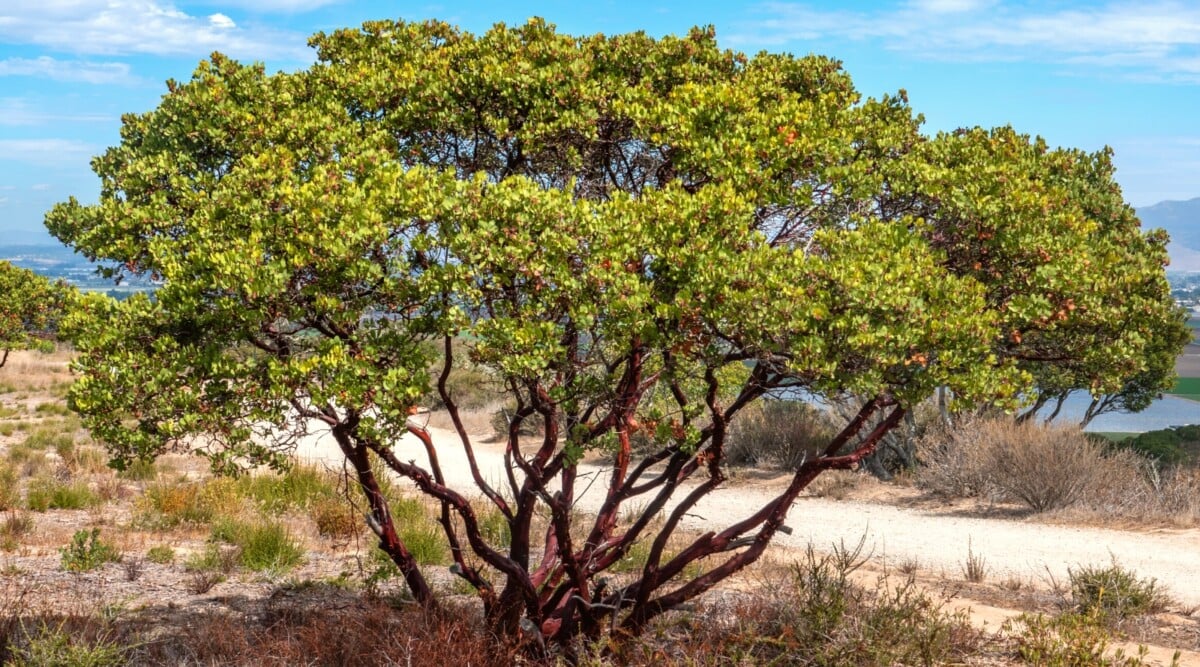 A manzanita tree stands gracefully amidst the sun-drenched landscape, its branches reaching towards the sky, adorned with smooth, mahogany bark. The dappled sunlight highlights the intricate twists and turns, creating a mesmerizing dance of shadows.