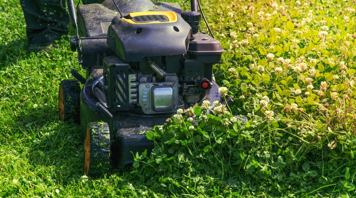 Close-up of a gardener mowing a lawn with White clover (Trifolium repens) groundcover. A lawnmower is a mechanical device designed for cutting grass and maintaining laws, characterized by its compact, wheeled design and rotary cutting blade. White clover (Trifolium repens) is a low-growing perennial herbaceous plant known for its trifoliate leaves and compact growth habit. It forms dense mats of creeping stems adorned with clusters of small, white, ball-shaped flower heads. The leaves are trifoliate, with three small leaflets arranged in a clover-like pattern.
