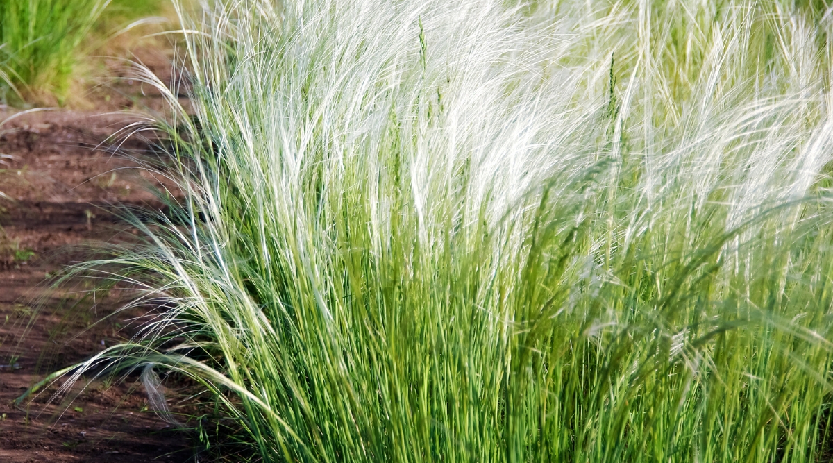 Close-up of Mexican Feather Grass in a sunny garden. Mexican Feather Grass, or Nassella tenuissima, is a graceful ornamental grass with fine, delicate foliage that forms airy, feathery tufts. The grass blades are green.