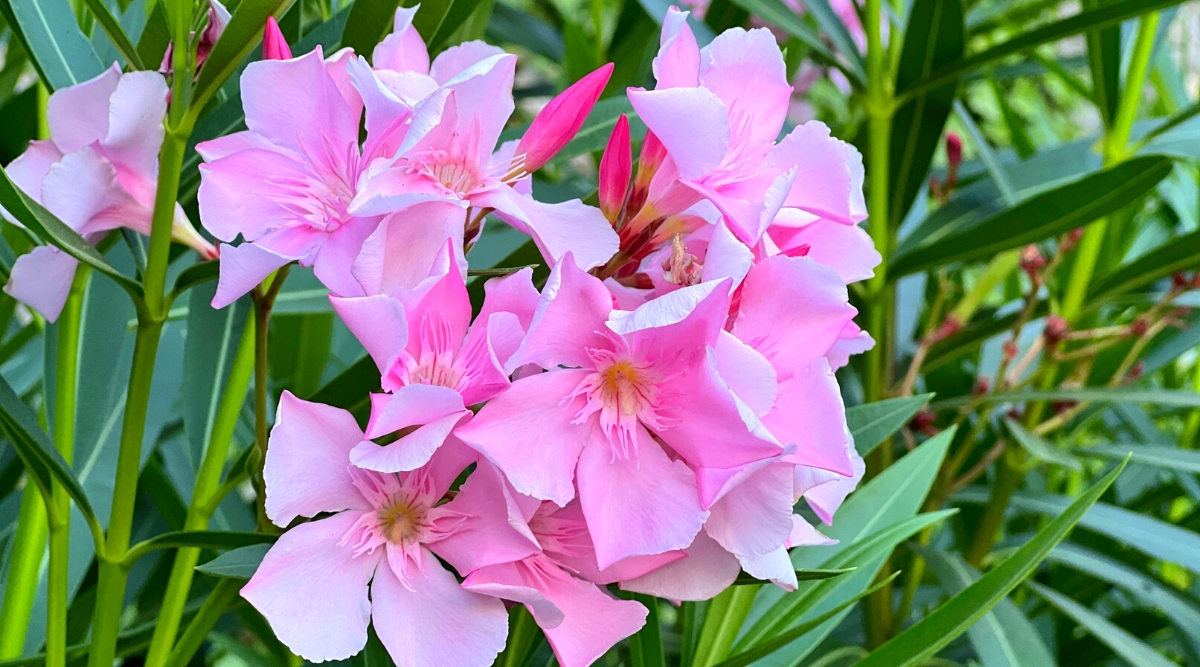 Close-up of a blooming Oleander in the garden. Oleander is a robust shrub with leathery, lance-shaped leaves arranged in whorls along its stems. Its showy, funnel-shaped flowers bloom in clusters at the tips of branches and come in delicate pink.