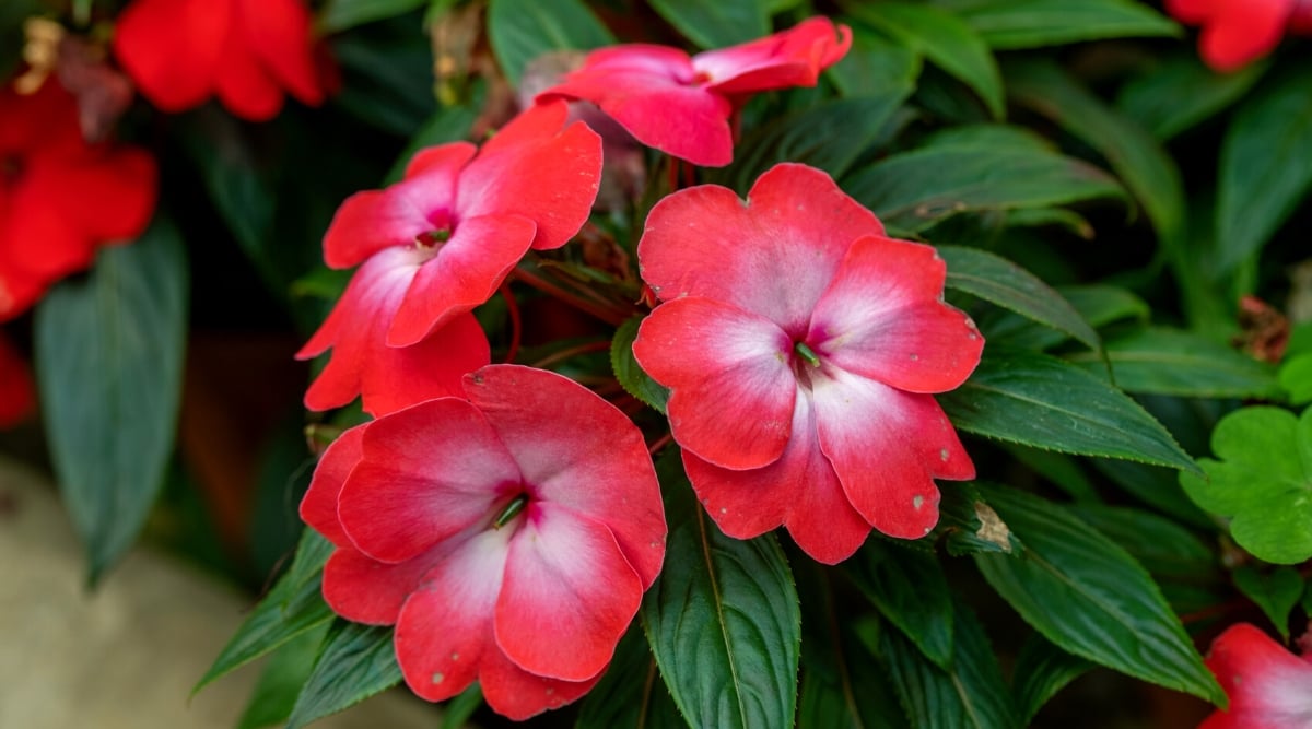A close-up captures delicate impatiens flowers, their soft petals unfurling gracefully amidst leaves. The blossoms, a mesmerizing spectacle, transition from a pristine white hue, gradually deepening into a crimson.
