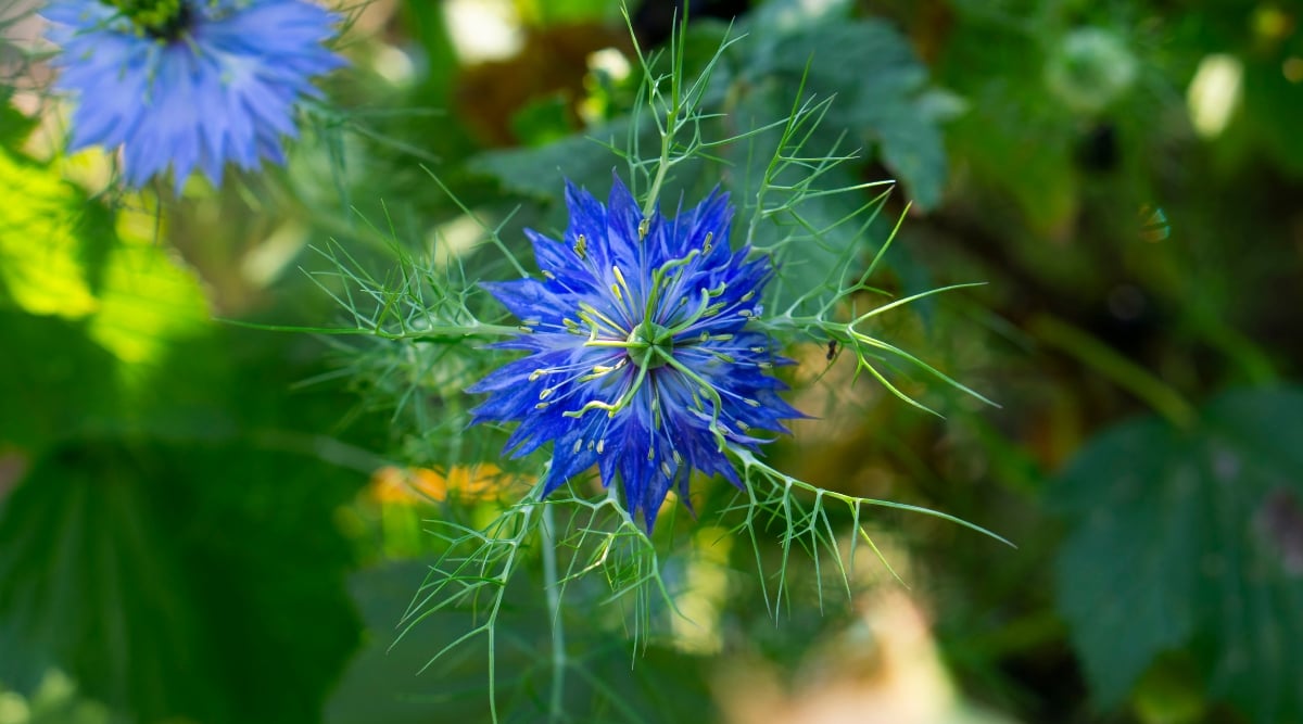A close-up of a blue love-in-a-mist flower, revealing its delicate petals and feathery leaves. In the blurred background, another flower from the same plant and a variety of leaves add a captivating depth to the image.
