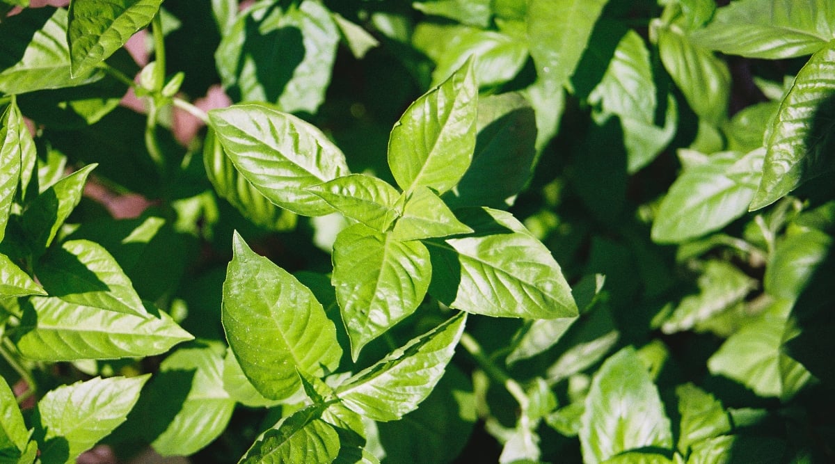 Close-up of Basil growing in a sunny garden. Its glossy, oval-shaped leaves have a slightly serrated edge and are arranged oppositely along the stems.