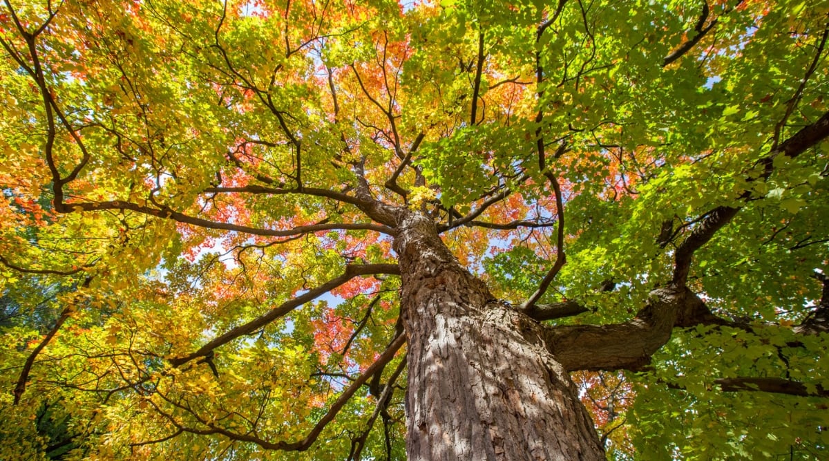 A close-up of a Sugar Maple Tree showcasing its robust stem covered in textured bark, offering a glimpse into the tree's resilience. Branches extend gracefully, creating a natural pattern against the sky. The distinctive, vibrant leaves exhibit the classic lobed shape characteristic of Sugar Maples.