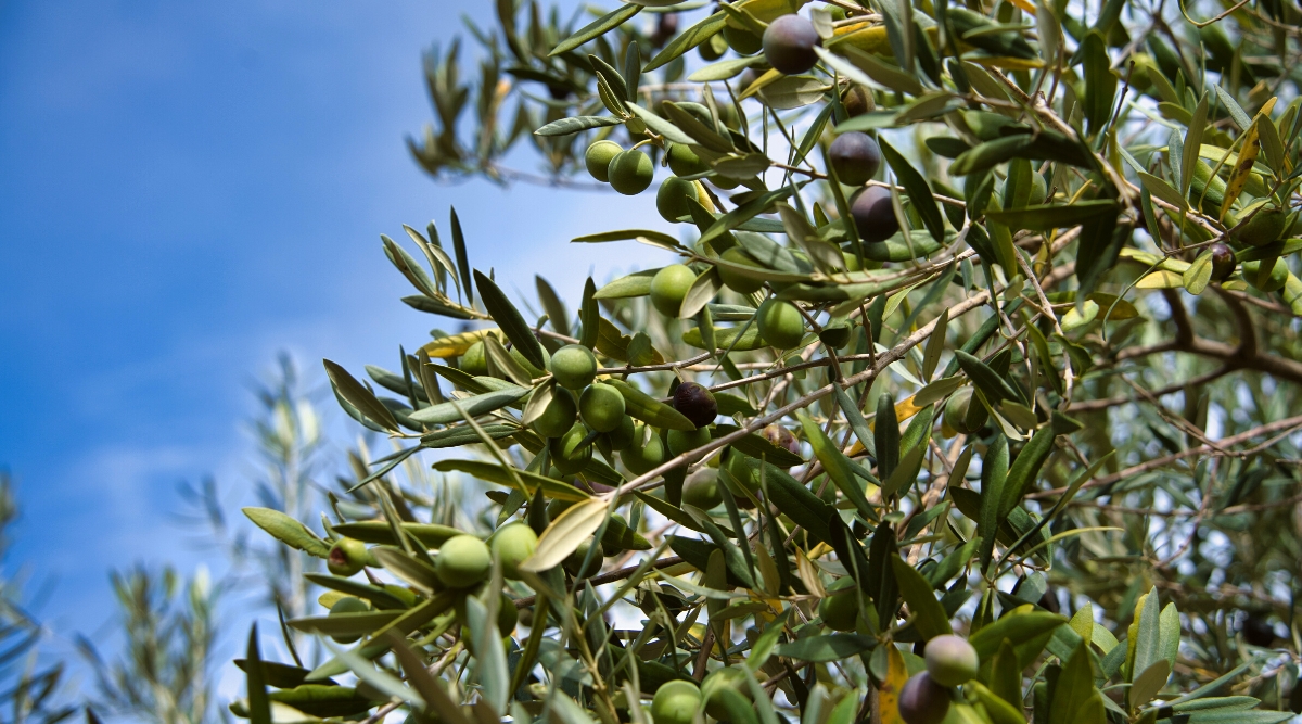 Close-up of Olea europaea against blue sky in a garden. Olea europaea, or the olive tree, is characterized by its evergreen foliage with narrow, gray-green leaves and a gnarled, twisting trunk. The tree produces clusters of small green fruits that mature into olives.