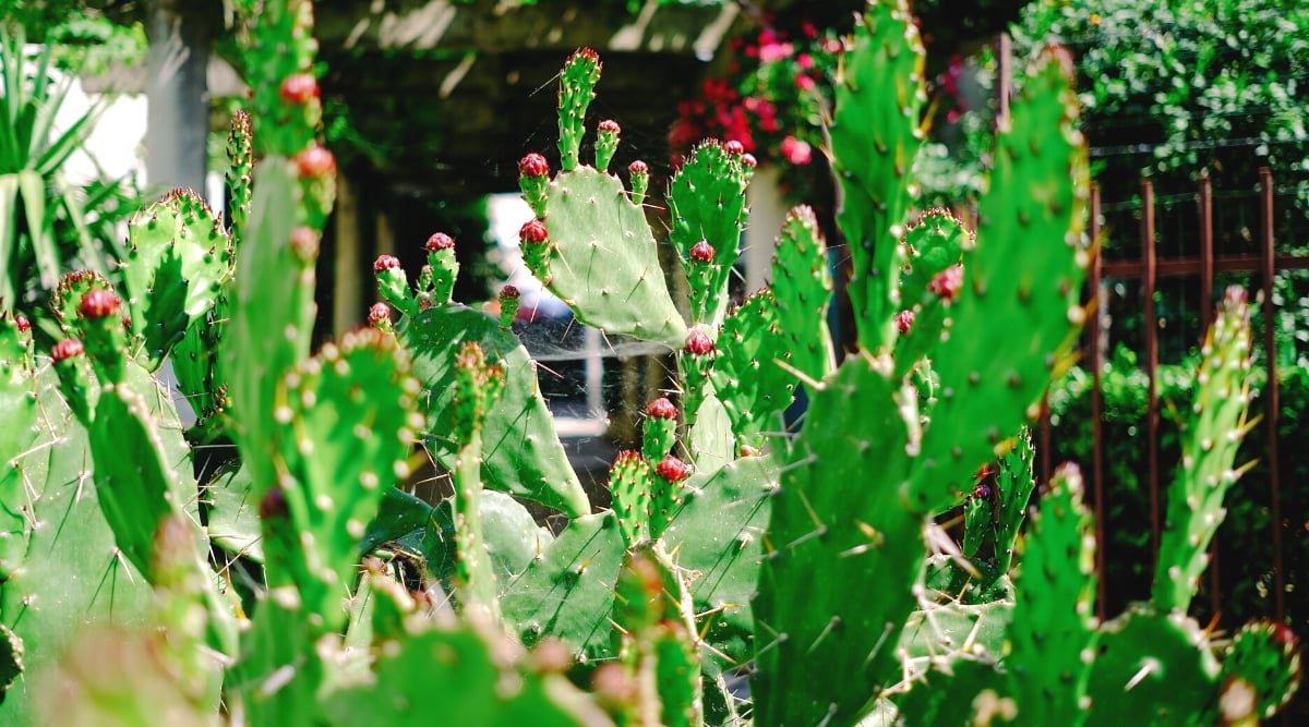 Close-up of a blooming Prickly Pear Cactus in a sunny garden. Prickly Pear Cactus, a resilient desert plant, showcases flat, oval-shaped pads covered in clusters of tiny, hair-like spines called glochids. These pads are green and are segmented or jointed. During the spring and summer months, prickly pear cacti produce vibrant, cup-shaped flowers in shades of pink, or red, followed by edible fruits known as prickly pears.