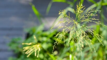 Close-up of seed head 'Frosted Explosion' grass against blurred background. The plant forms dense clumps of slender, arching leaves that are green. The highlight of 'Frosted Explosion' is its feathery, bottlebrush-like seed heads that resemble exploding fireworks.