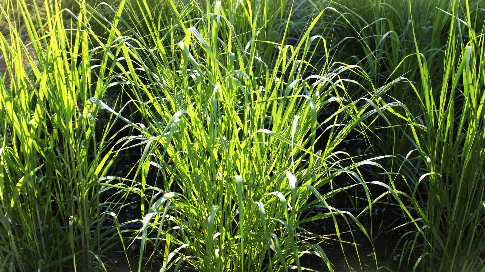 Close-up of a young Panicum virgatum plant in a sunny garden. The leaves are bluish-green to green in color and can reach lengths of up to 2 feet, forming dense tufts that sway gracefully in the wind.