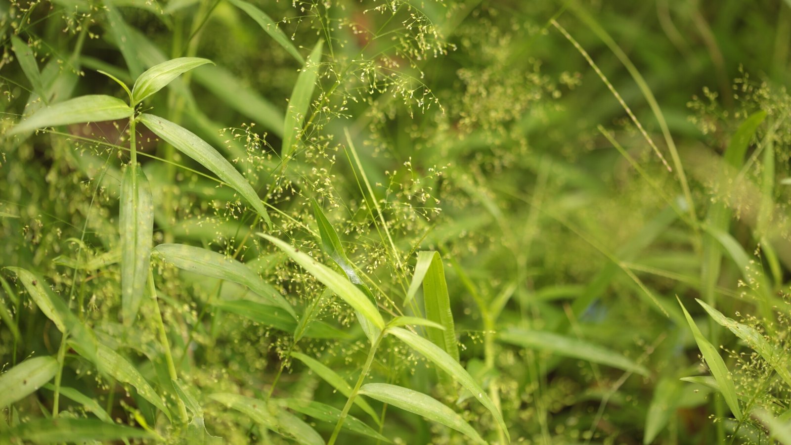 Close-up of Panicum 'Frosted Explosion' against a blurred foliage background. It features narrow, arching leaves with a distinctive blue-green hue that form dense clumps. The highlight of this cultivar is its airy and frothy seed heads that resemble exploding fireworks.