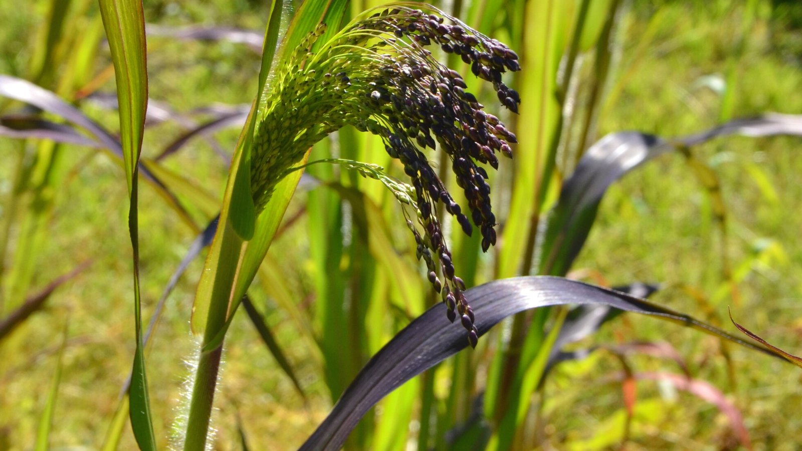 Close-up of Panicum 'Huron Solstice' in a sunny garden. It features narrow, upright leaves that emerge with a vibrant green color, gradually transitioning to purple. 'Huron Solstice' produces airy panicles of tiny flowers that rise above the foliage in shades of green fading to deep purple.