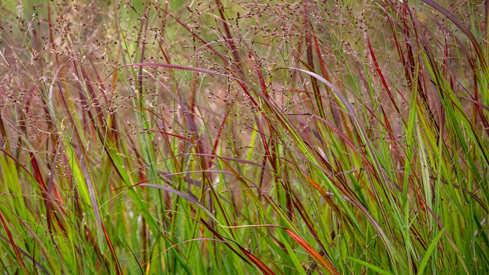 Close-up of Panicum 'Prairie Fire' in a garden with a blurred background. It features narrow, upright leaves that start off green but turn vibrant shades of burgundy and red as they mature. 'Prairie Fire' produces airy panicles of tiny flowers that emerge in shades of red, pink, and purple.
