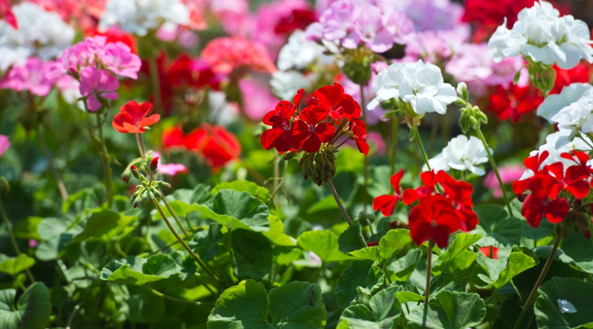 Close-up of blooming colorful geraniums in a sunny garden. Pelargonium, commonly known as geraniums, are characterized by their rounded clusters of vibrant flowers in shades of red, pink, purple, or white. Their deeply lobed leaves have a distinctive scent and are dark green in color.