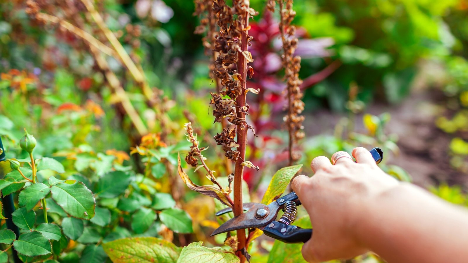 Close-up of collecting foxglove seeds in a sunny garden against a blurred background. The gardener's hand is about to trim the seed head with pruning shears. The foxglove seed head is a distinctive structure that develops after the flowers have finished blooming. It consists of a tall, slender spike adorned with numerous small, round seed capsules. Each capsule contains many tiny seeds arranged in a circular pattern.