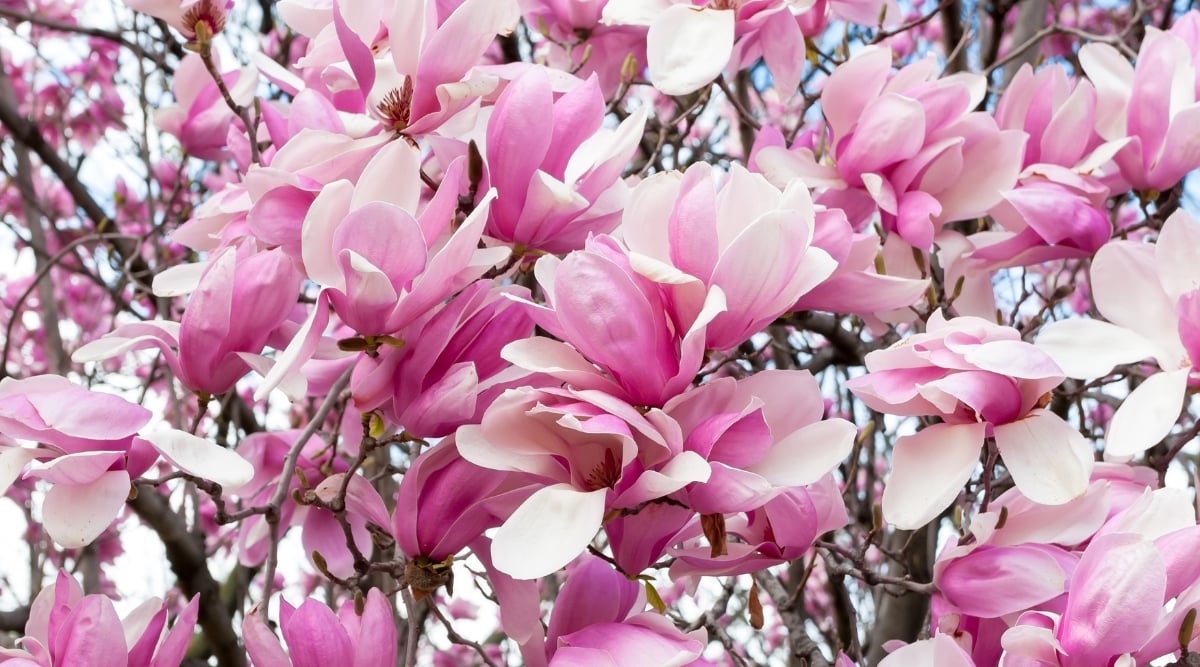 A close-up of vibrant Saucer Magnolia blooms featuring delicate petals that exhibit shades of pink and white. The intricate details reveal a central cluster of stamens, adding an elegant touch to this ornamental tree. Graceful branches extend outward, supporting the blossoms.