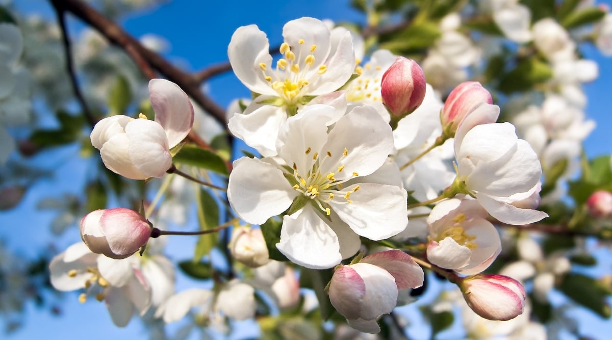 A close-up reveals the delicate white and pink flowers of the Crab Apple tree. Buds gracefully unfurl, showcasing the tree's blossoming process. In the background, additional branches and flowers adorn the scene under the warmth of the sunlit clear blue sky.