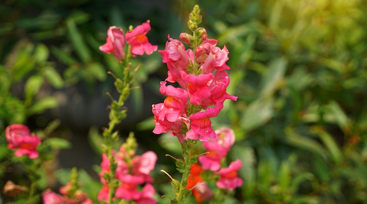  A snapdragon stem showcases pink flowers, each petal unfolding gracefully under sunlight. In the backdrop, a lush greenery creates a soothing blur, accentuating the vividness of the blossoms and inviting nature's embrace into focus.
